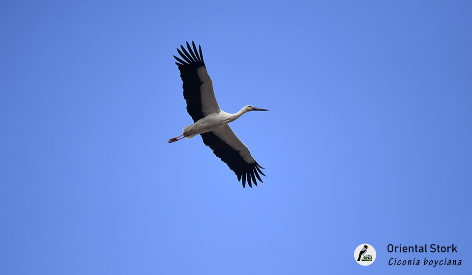 东方白鹳-Oriental-Stork(Ciconia-boyciana)