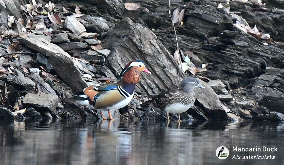 鸳鸯-Mandarin-Duck(Aix-galericulata)