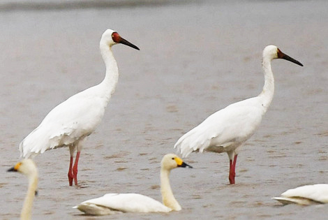 Southeast China Winter Birding Tour