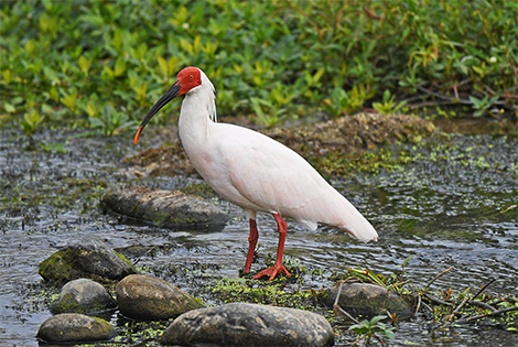 Southeast China Spring Birding Tour