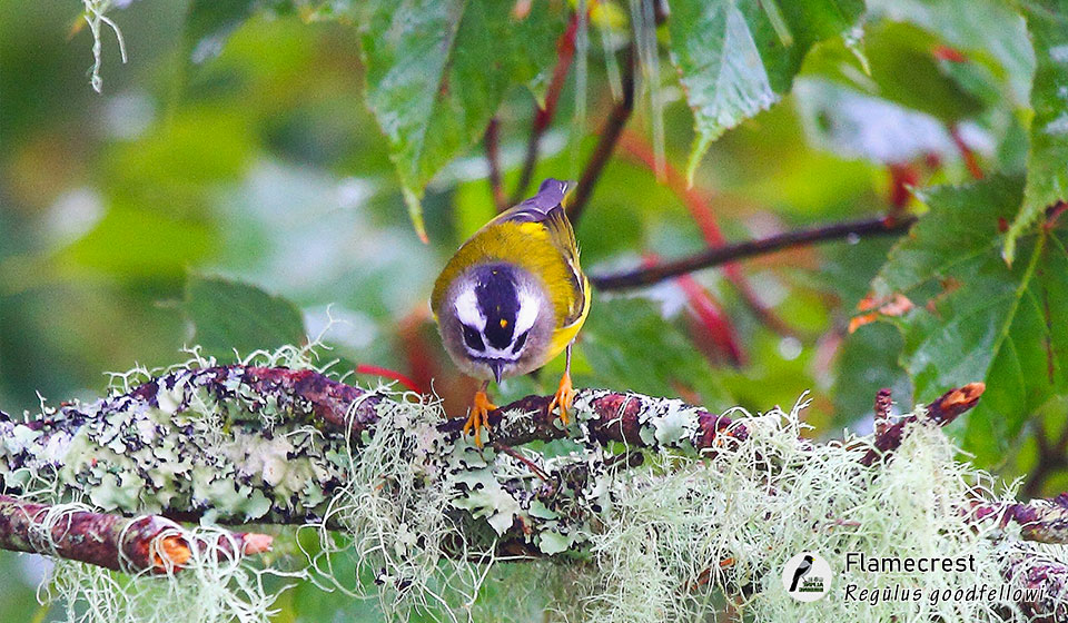 台湾戴菊-Flamecrest-(Regulus-goodfellowi)