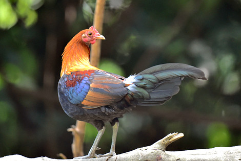 16 Days South China Birding Tour