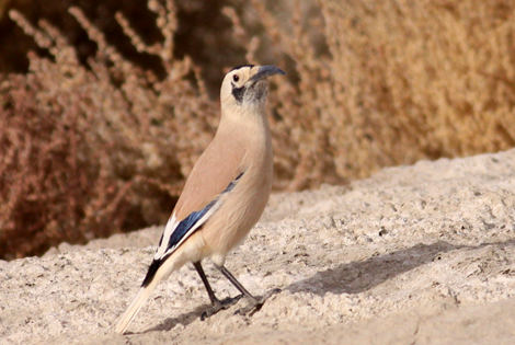 3 Days Xinjiang Ground Jay Extension