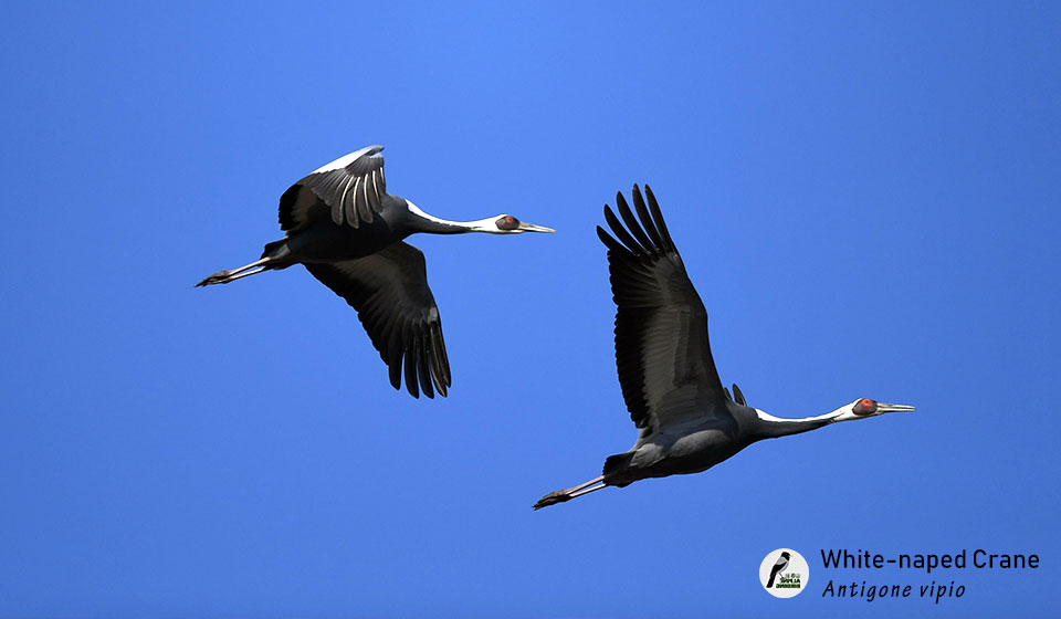 白枕鹤--White-naped-Crane-(Antigone-vipio)