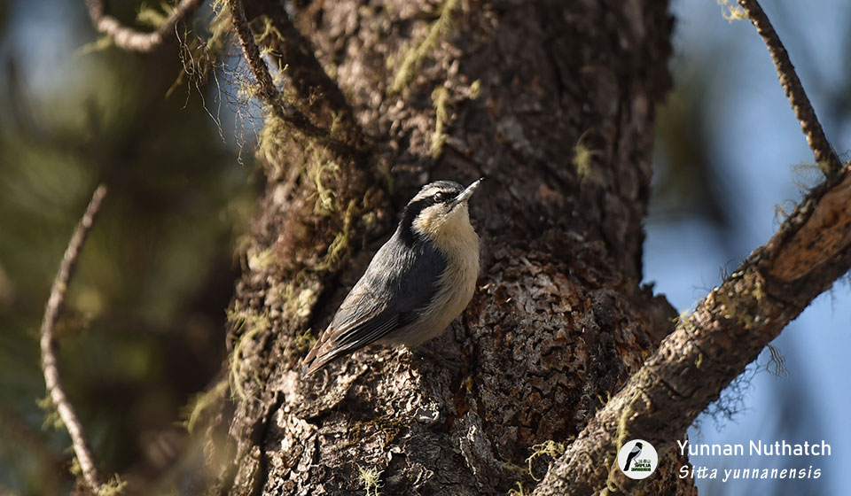 滇䴓--Yunnan-Nuthatch---(Sitta-yunnanensis)