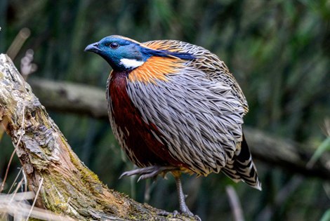 Pheasant Extension in East China