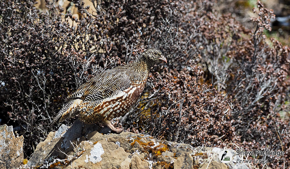 雪鹑--Snow-Partridge---(Lerwa-lerwa)