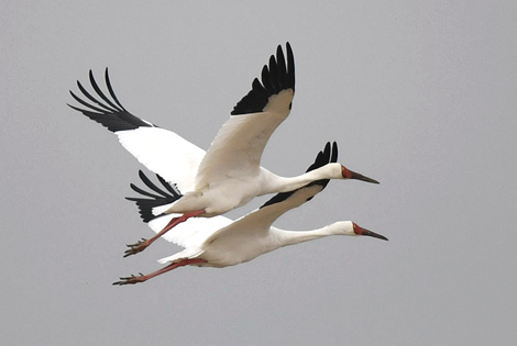 Classic China Crane Watching Tour