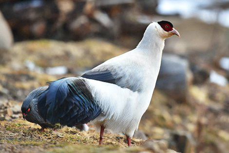 Ultimate China Pheasant Tour