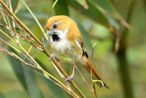 In Pursuit of Parrotbills in China