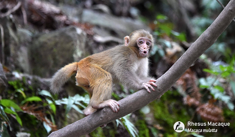猕猴--Rhesus-Macaque-(Macaca-mulatta)