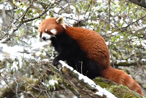 Red Panda & Parrotbills Extension