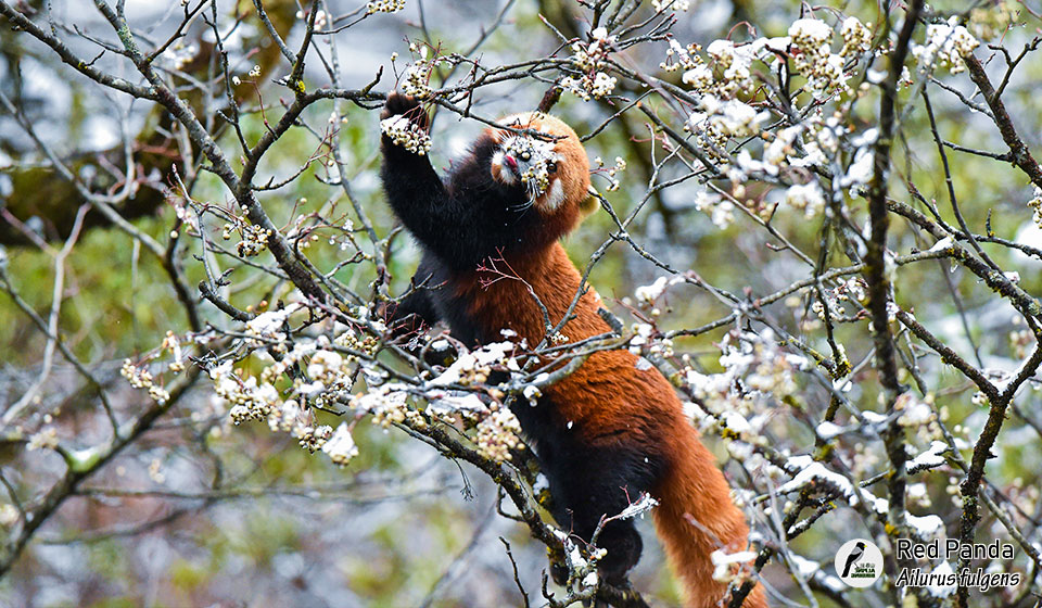 小熊猫---Red-Panda--(Ailurus-fulgens)