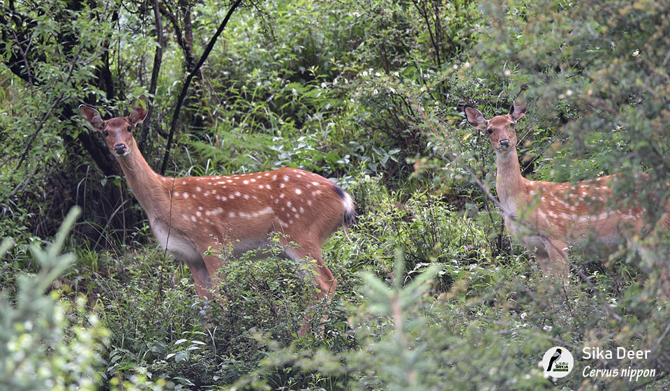 梅花鹿---Sika-Deer-(Cervus-nippon)