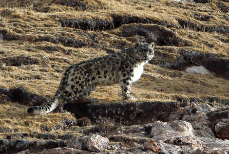 Tracking the Elusive Snow Leopard