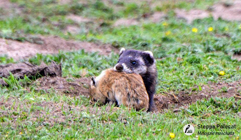 艾鼬-Steppe-Polecat---(Melogale-moschata)