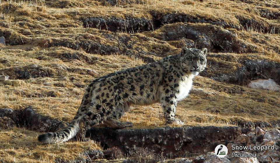 雪豹--Snow-Leopard-(Uncia-uncia)