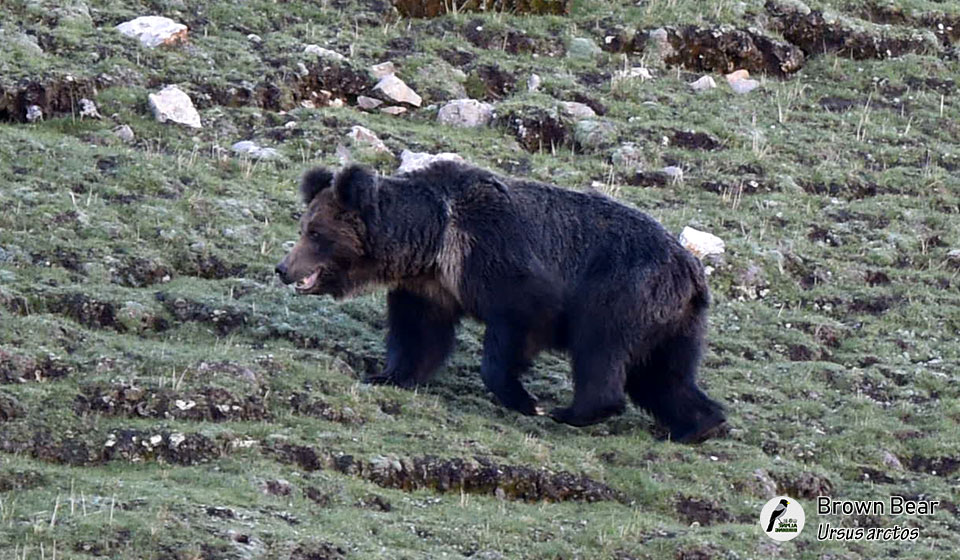 棕熊--Brown-Bear--(Ursus-arctos)