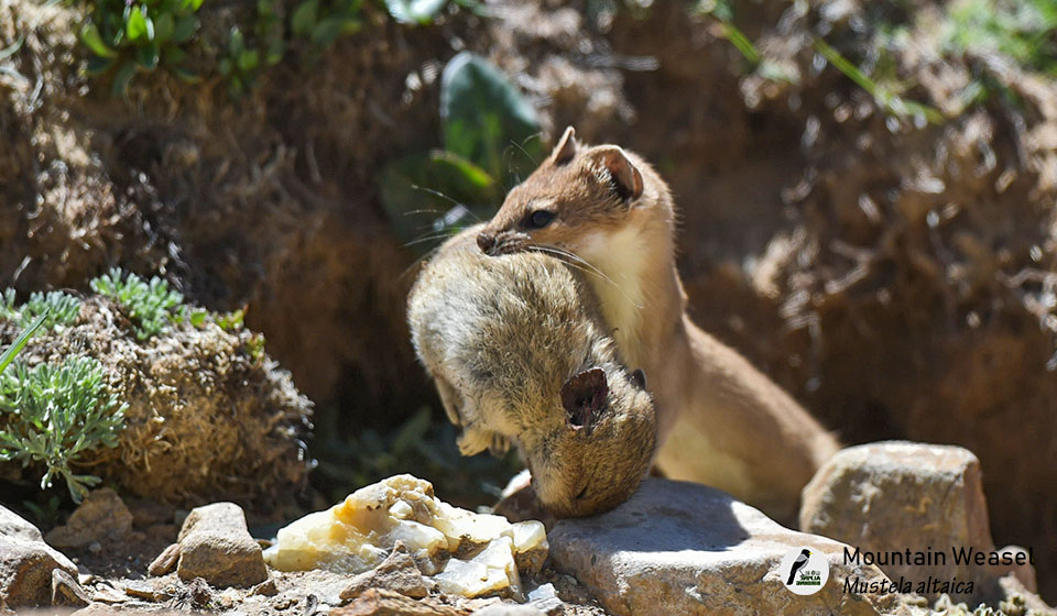 香鼬--Mountain-Weasel-(Mustela-altaica)