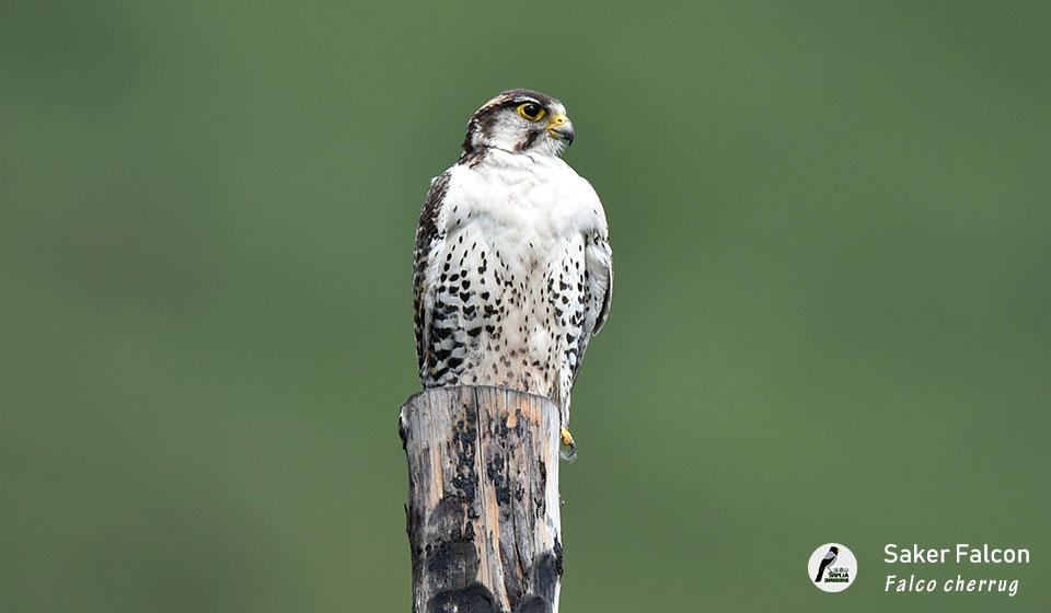 猎隼--Saker-Falcon--(Falco-cherrug)
