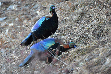 Sichuan’s Pheasants & Parrotbills