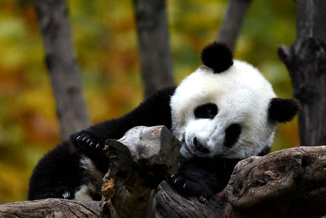 Birding and Tracking in Panda Habitat