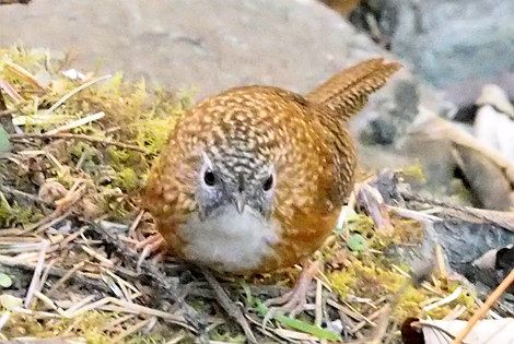 Birding in Mount Emei 