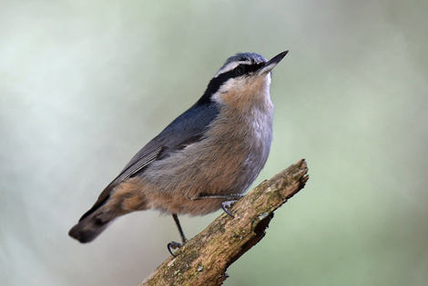 Birding in Zixi Mountain & Kunming