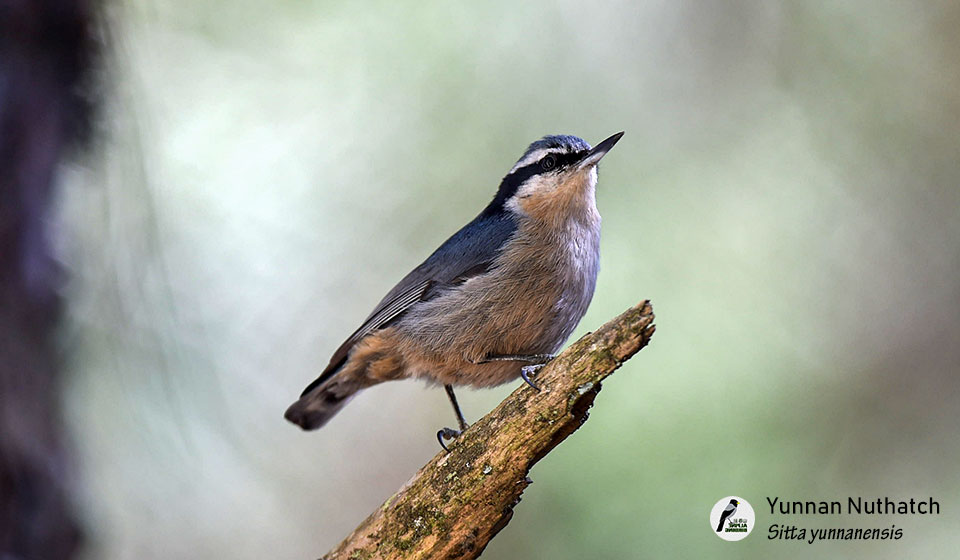 滇䴓--Yunnan-Nuthatch--(Sitta-yunnanensis)