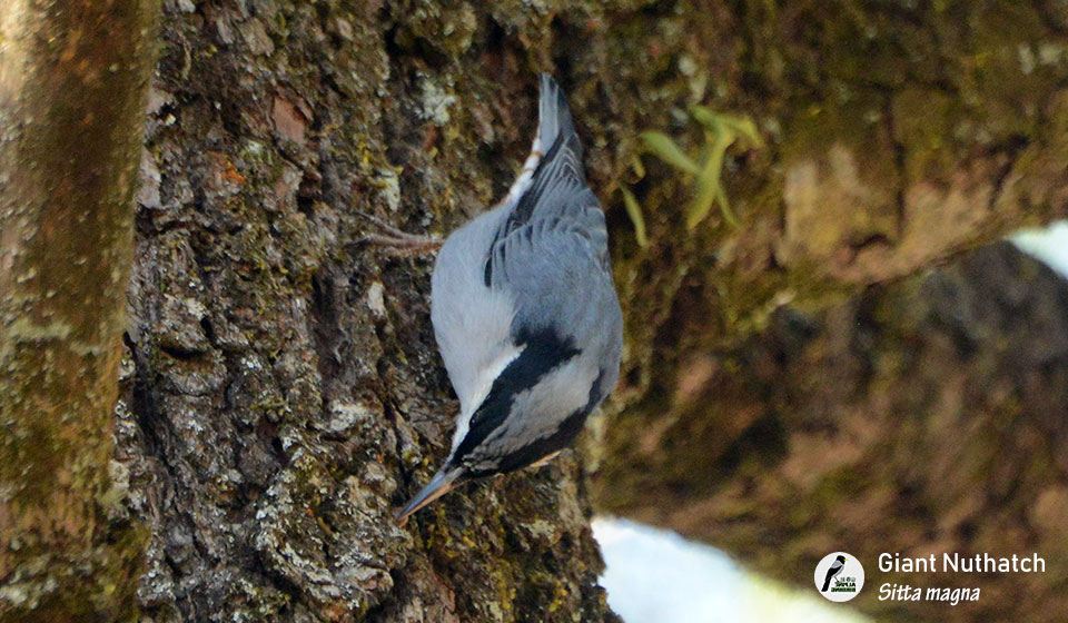 巨䴓-Giant-Nuthatch-(Sitta-magna)