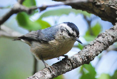 Beijing City Birding Tour