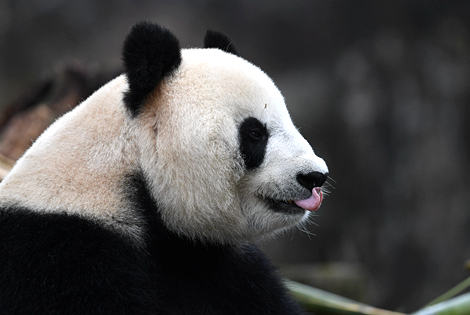 Birding at Panda Bases in Chengdu