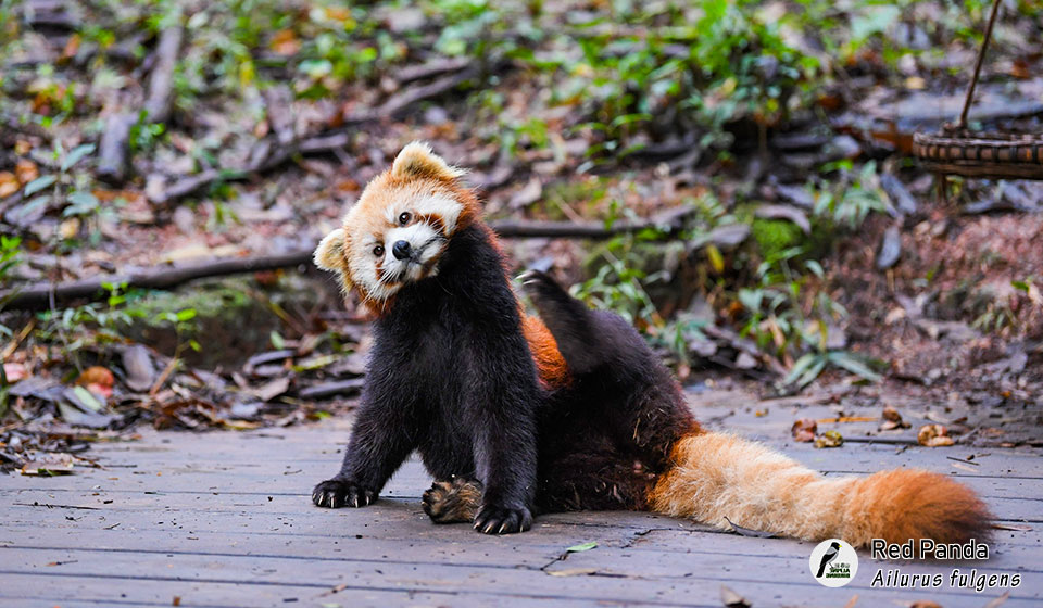 小熊猫--Red-Panda-(Ailurus-fulgens)