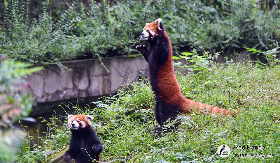 小熊猫---Red-Panda-(Ailurus-fulgens)