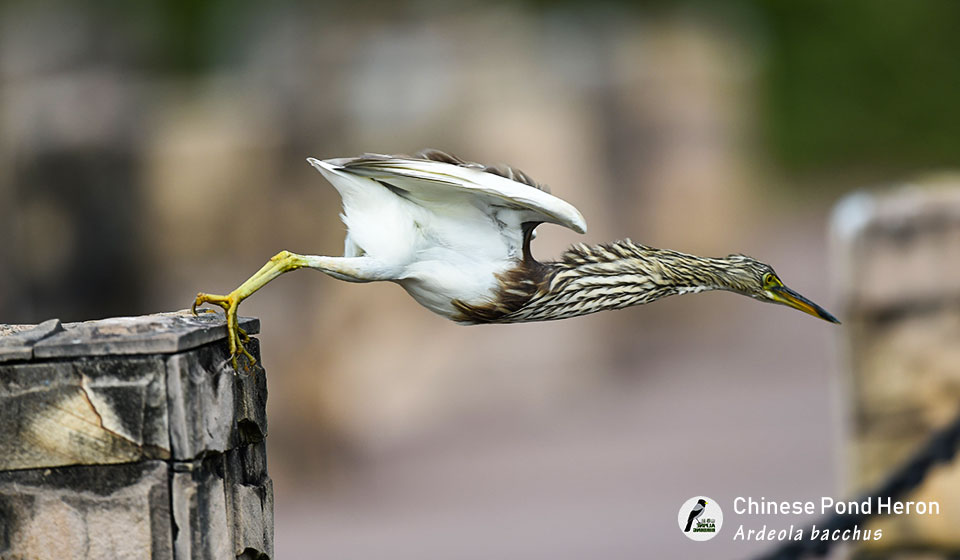 池鹭-Chinese-Pond-Heron-(Ardeola-bacchus-)