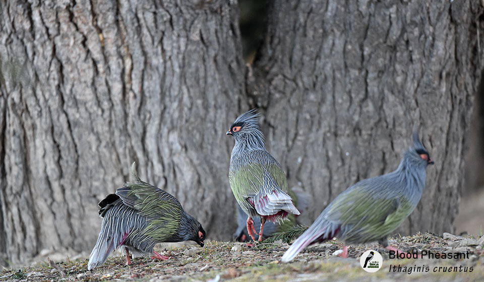 血雉--Blood-Pheasant---(Ithaginis-cruentus)