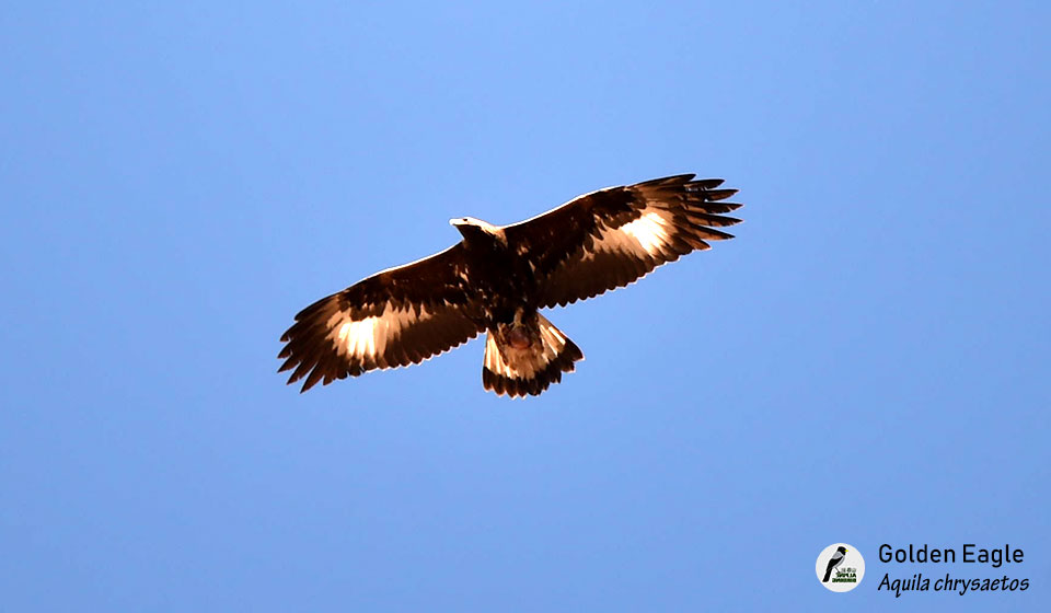 金雕--Golden-Eagle-(Aquila-chrysaetos)