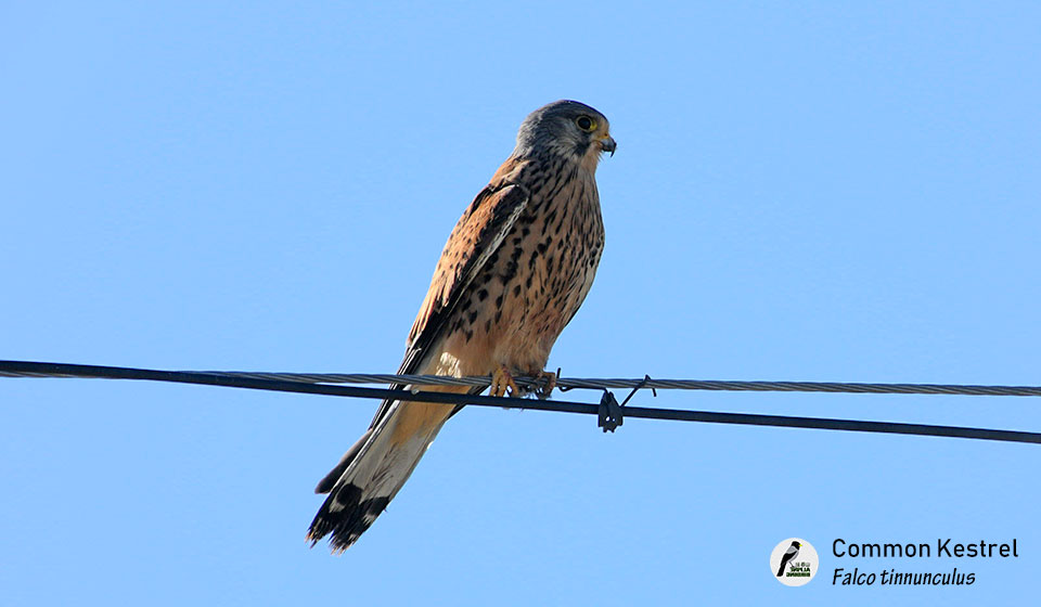 红隼--Common-Kestrel-(Falco-tinnunculus)