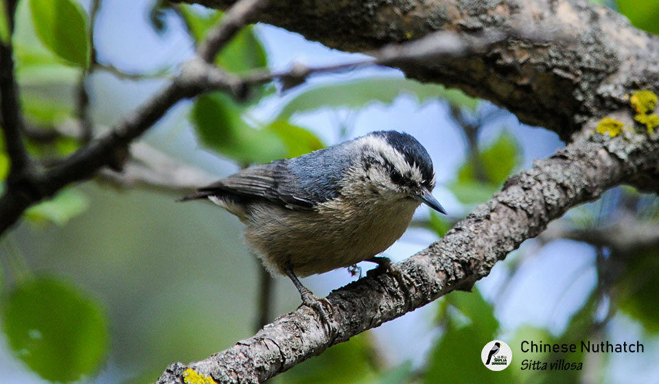 黑头鳾-Chinese-Nuthatch-(Sitta-villosa)