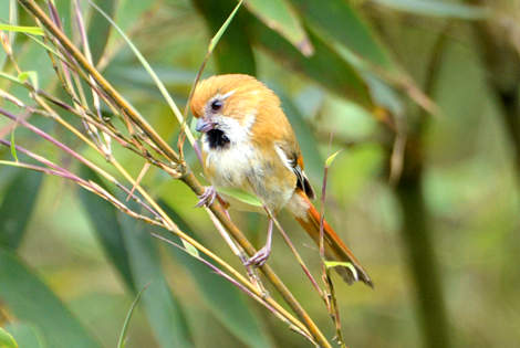 Longcanggou Parrotbill Excursion