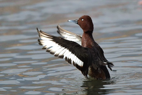 One Day Yazi River Birding Tour