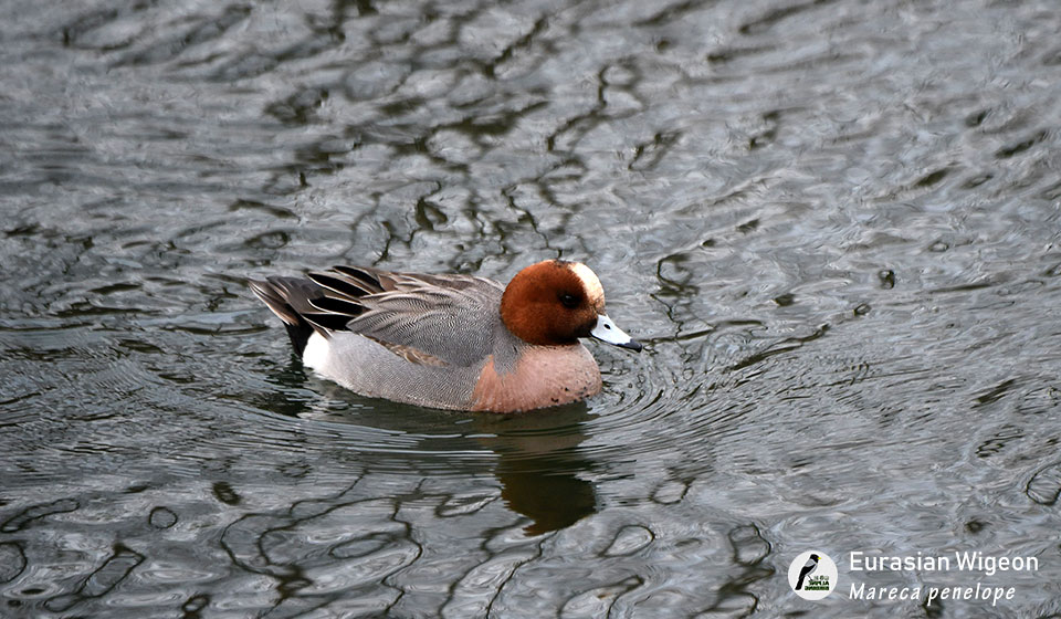 赤颈鸭  Eurasian Wigeon  (Mareca penelope)