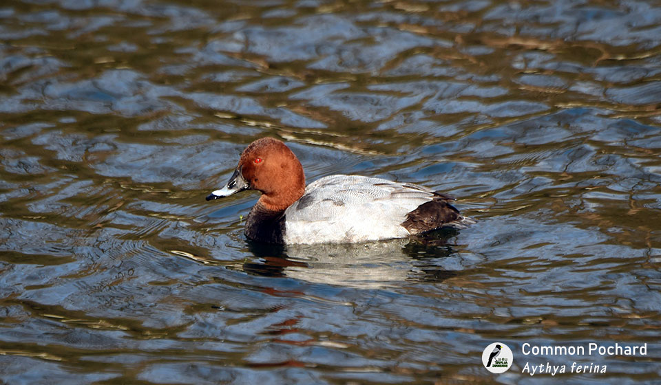 红头潜鸭  Common Pochard  (Aythya ferina)