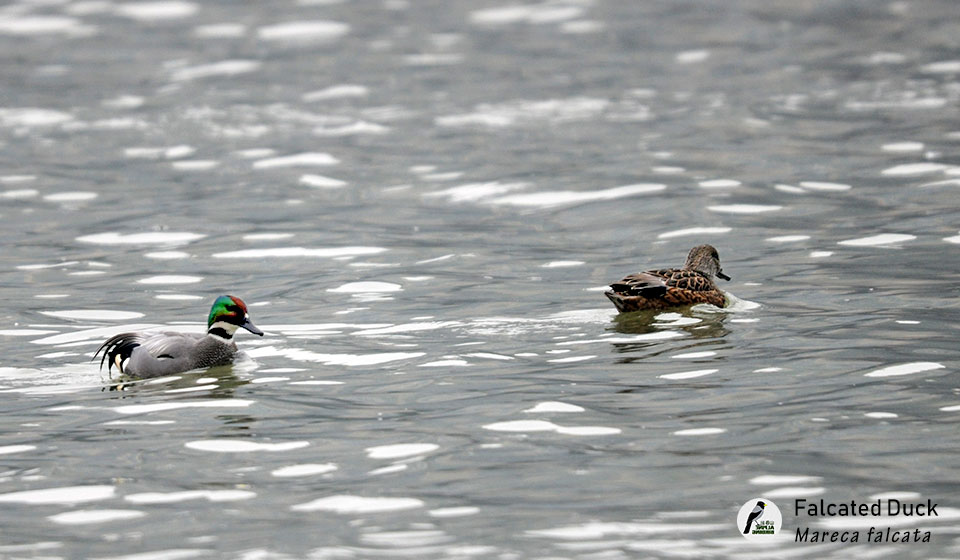 罗纹鸭  Falcated Duck  (Mareca falcata)