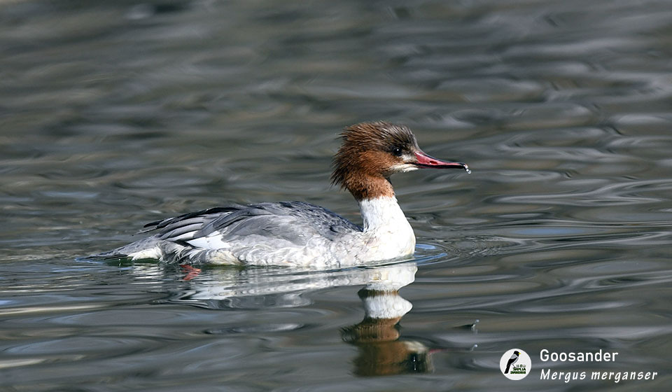 普通秋沙鸭  Goosander (Mergus merganser)