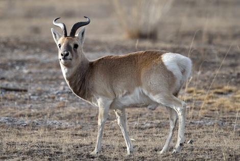 Przewalski's Gazelle