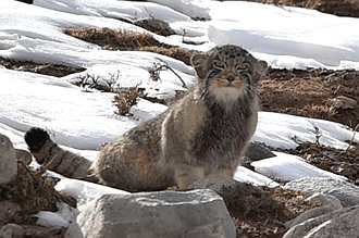 2021_Winter & Spring Qinghai-Tibet Wildlife Safaris