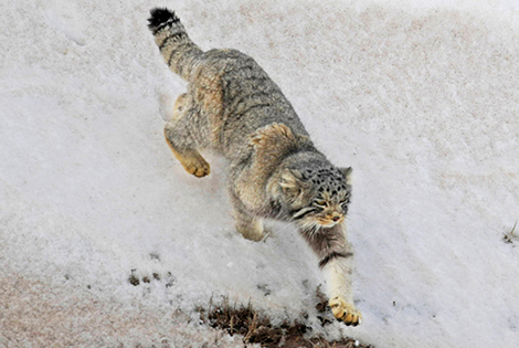 Wildlife on the Roof of the World