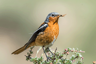 2021 Summer Qinghai-Tibet Plateau Wildlife Safari