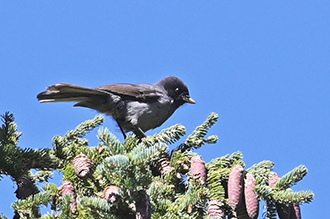 2021 Sep 4 Days Ruoergai Birding Tour